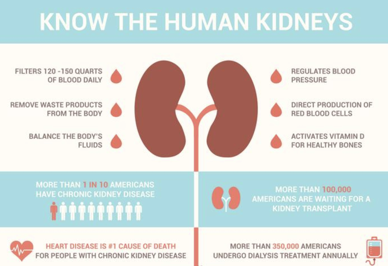 Kidney Health 101 | Euro-American Connections & Homecare