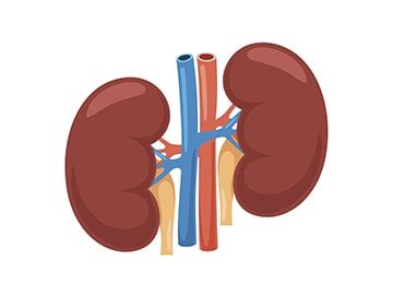 How (And Why) You Should Protect Your Kidneys